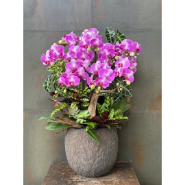 CHẬU LAN HỒ ĐIỆP HỒNG